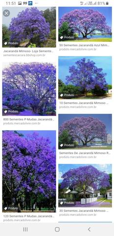 Pés de jacarandá azul mimoso