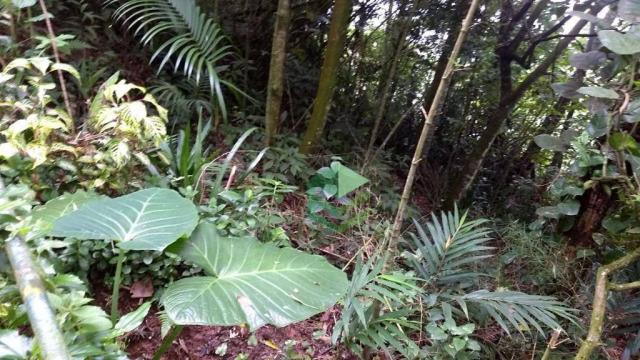 Terreno à venda, 315 m² por R$ 320.000 - Rio Grande - São Bernardo do Campo/SP - Foto 5