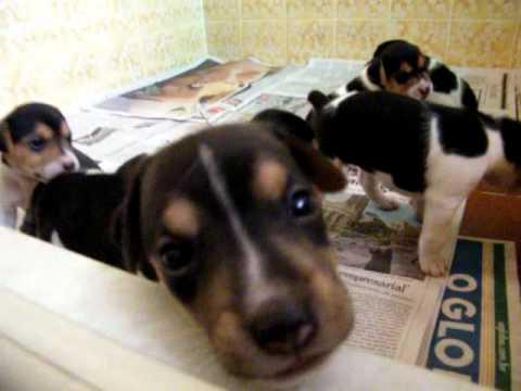 Bem pequenos - Foto 4