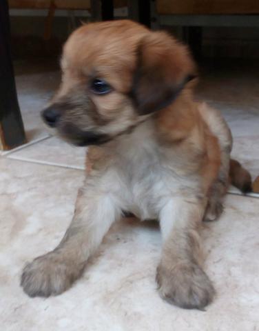 Poodle x Cocker 120 cada.chama no whats 9- * entregamos