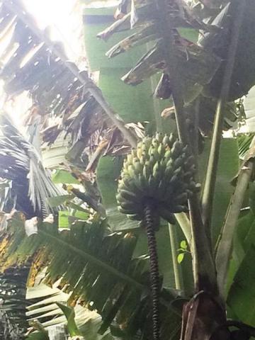 Chácara à venda em Condomínio iolanda, Taboão da serra cod:60343 - Foto 13
