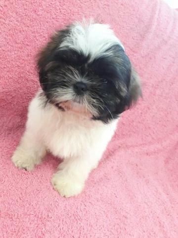 Shih Tzu macho
