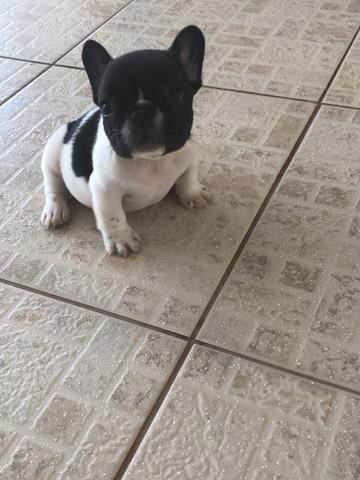 Bulldog