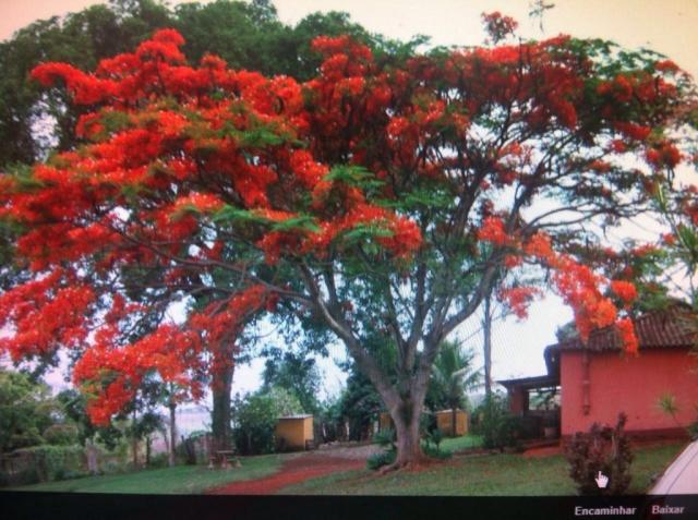 Sítio à venda em Centro, Batatais cod:4569 - Foto 15