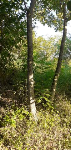 Vende-se lote de terra - Foto 3