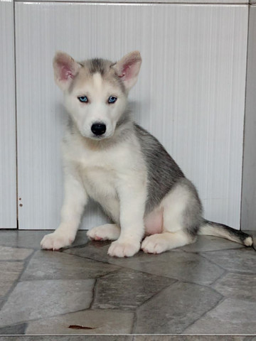 Canil De Husky Siberiano Em Ribeirao Preto Husky Siberiano Canil Especializado Cachorros E Acessorios Cond Chacaras Itambe Ribeirao Preto 785953341 Olx