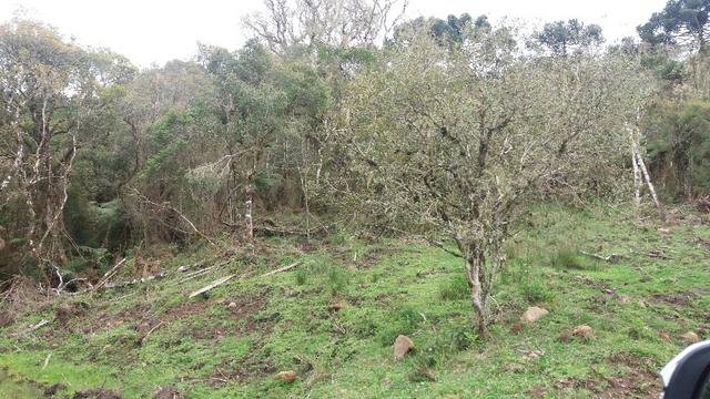 Sitio em Urubici /chacara em Urubici - Foto 8
