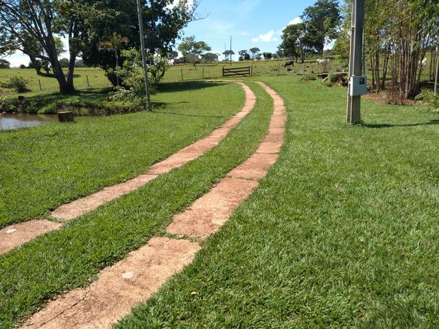 Chácara de 1 alqueire entre Ouro Verde e Petrolina, com muita água - Foto 7