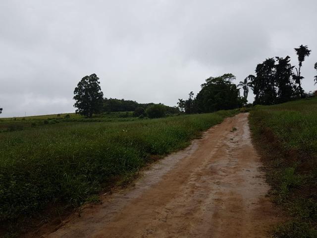 193B/Ótima fazenda de 70 ha bem localizada com ótima altitude e topografia - Foto 6