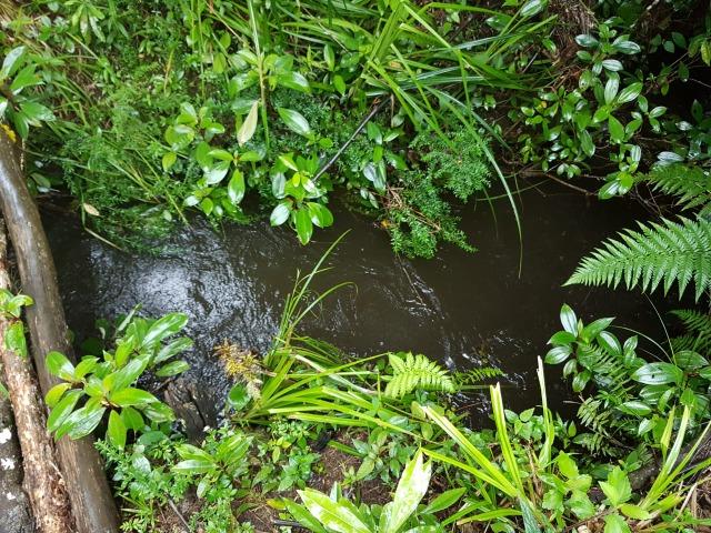 193B/Ótima fazenda de 70 ha bem localizada com ótima altitude e topografia - Foto 14