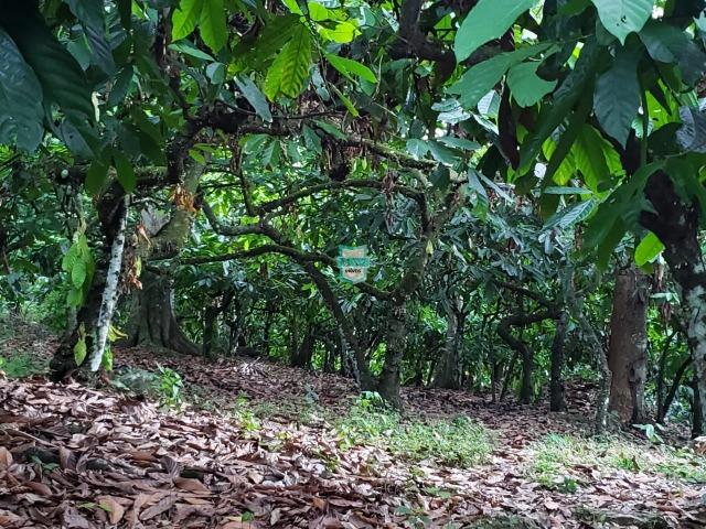 Itajuípe. Fazenda Zona Rural - Foto 13