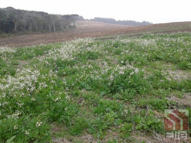 Fazenda Produtiva, Topografia Mecanizada, Propriedade Lindíssima - Foto 2