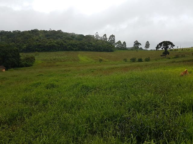 193B/Ótima fazenda de 70 ha bem localizada com ótima altitude e topografia - Foto 11
