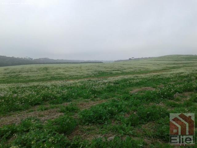 Fazenda Produtiva, Topografia Mecanizada, Propriedade Lindíssima - Foto 9