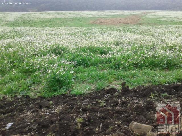 Fazenda Produtiva, Topografia Mecanizada, Propriedade Lindíssima - Foto 13