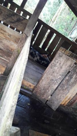 Chácara área rural porteira fechada - Foto 3
