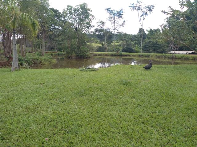 Chácara de 1 alqueire entre Ouro Verde e Petrolina, com muita água - Foto 11