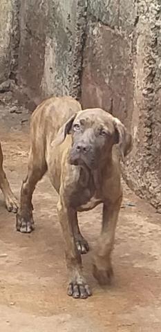 Mastim Napolitano x Pit Bull - Foto 2