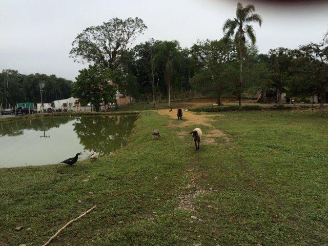 Chácara para alugar com 4 dormitórios em Vila nova, Joinville cod:L58656 - Foto 13