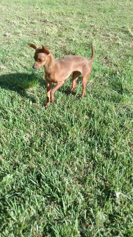 Hospedagem/ Dog Walker/ Pet Sitter Para Cachorros - Foto 6