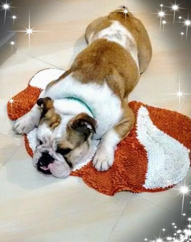 Bulldog inglês - Foto 4