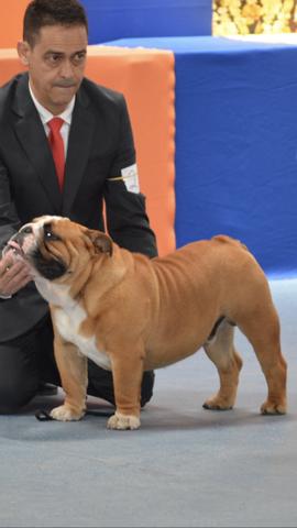 Bulldog Inglês fêmeas - Foto 5