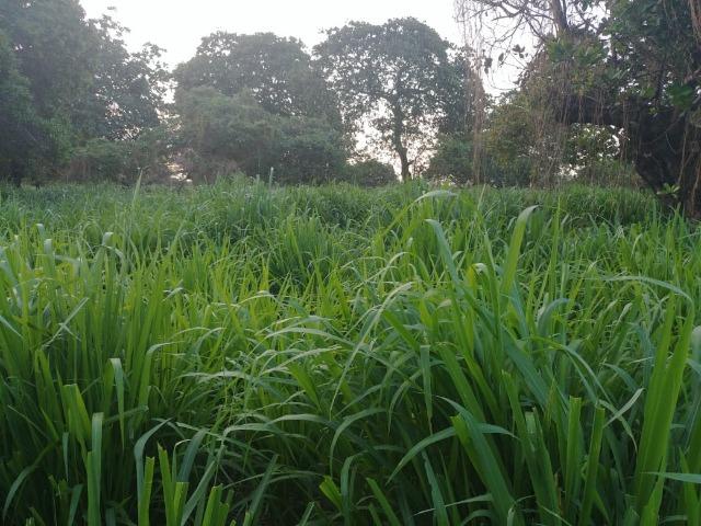 Granja com 8,8 há, duas casas, 2 poços, muito pasto, perto da reta tabajara - Foto 7