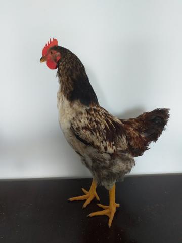Galo embrapa 051