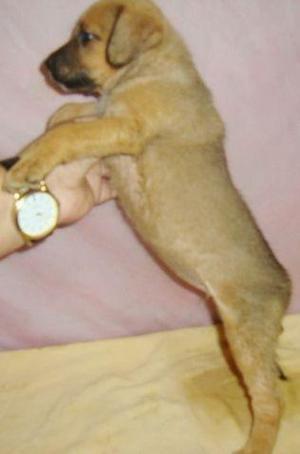Labrador x Pastor . so 120 cada.chama no whats 9- * entregamos - Foto 3