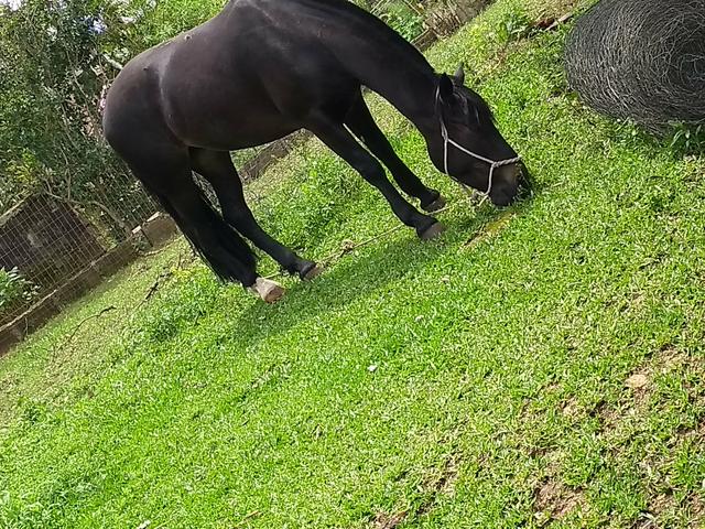 Égua da Cabanha Lessa Jung - Foto 2