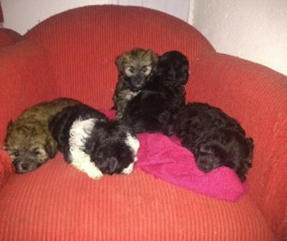 Poodle x maltes. so 180 cada.chama no whats 9- * entregamos - Foto 3
