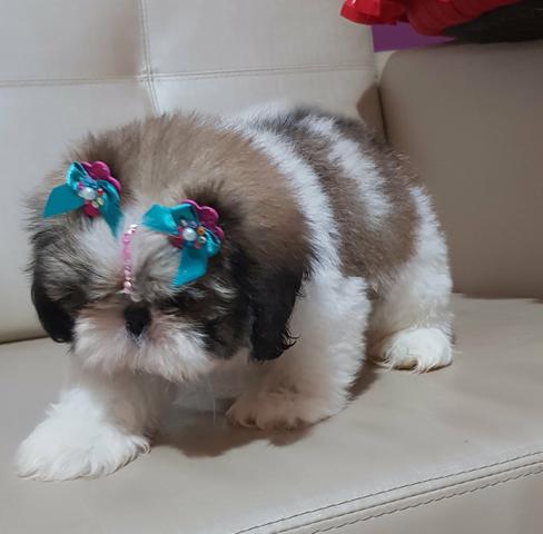 Linda Fêmea De Shih Tzu Alto Padrão Disponível! - Foto 3