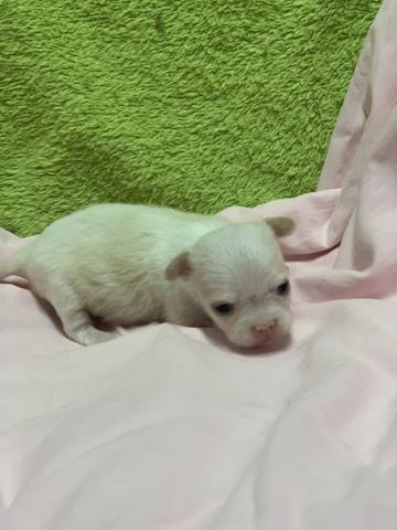 Chihuahua os mais perfeitos Cores raras Whats - Foto 5