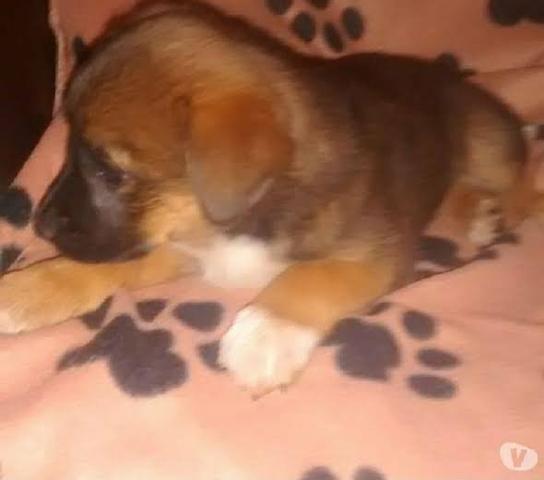 Poodle x Cocker 120 cada.chama no whats 9- * entregamos - Foto 4