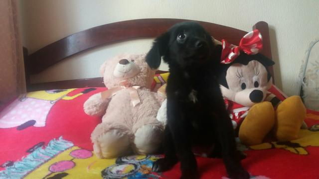 Filhote de poodle com maltes ja com 60 dias caminha de brinde cuida - Foto 2