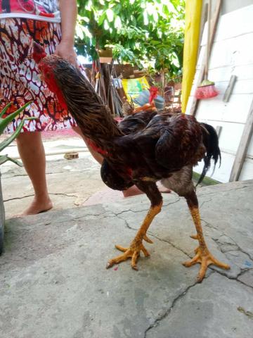 Galo índio gigante - Foto 3