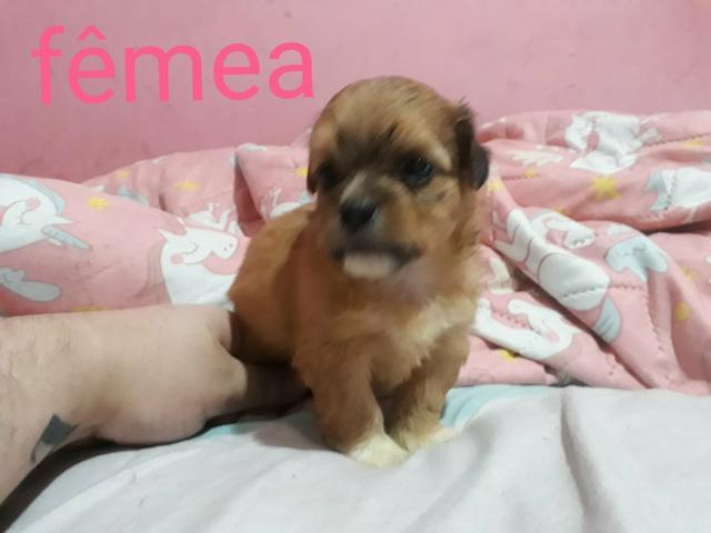 Poodle x maltes peludos, São dos pequenos. so 150, chama no whats 9- * - Foto 2