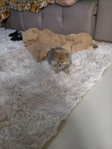 Lulu da Pomerânia Fêmea - Ursinho - Pedigree - Foto 6
