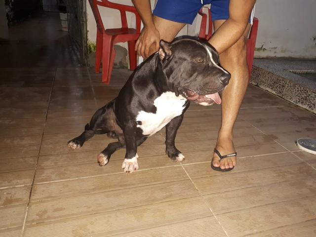 Vendo american bully poket