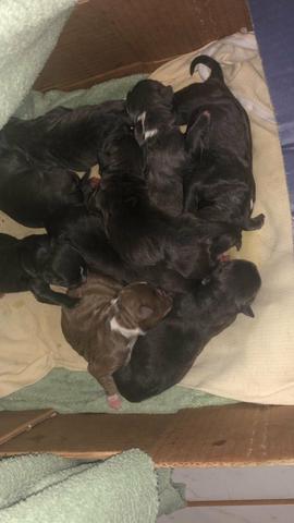 Americano bully Pocket - Foto 3
