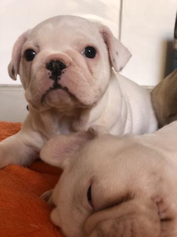 Filhote de buldogue