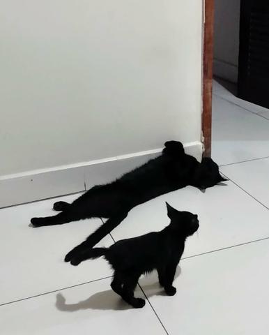 Doa-se lindo gatinho macho pretinho - Foto 3