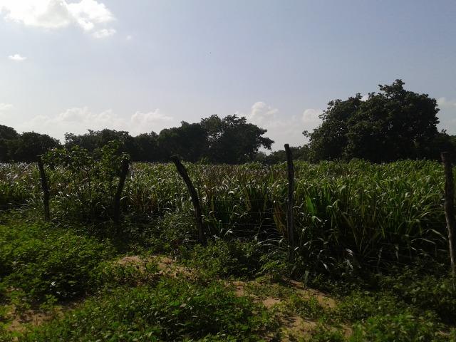 Granja com 8,8 há, duas casas, 2 poços, muito pasto, perto da reta tabajara - Foto 17