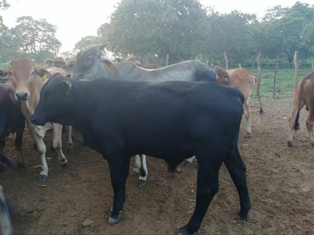 Granja com 8,8 há, duas casas, 2 poços, muito pasto, perto da reta tabajara - Foto 5