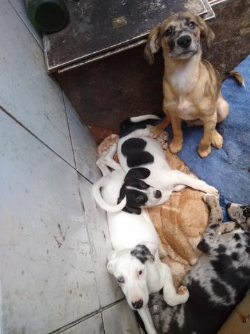 Cachorros