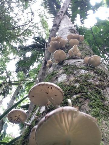 Chácara à venda em Condomínio iolanda, Taboão da serra cod:60343 - Foto 11
