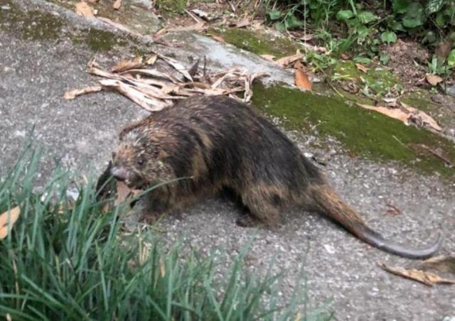 Chácara à venda em Condomínio iolanda, Taboão da serra cod:60343 - Foto 6