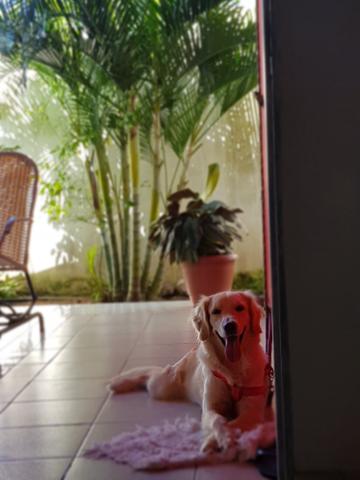 Filhotes disponíveis para reserva - Foto 4