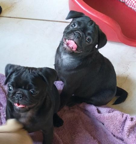 PROMOÇÃO Pug c/ Pedigree Microchip