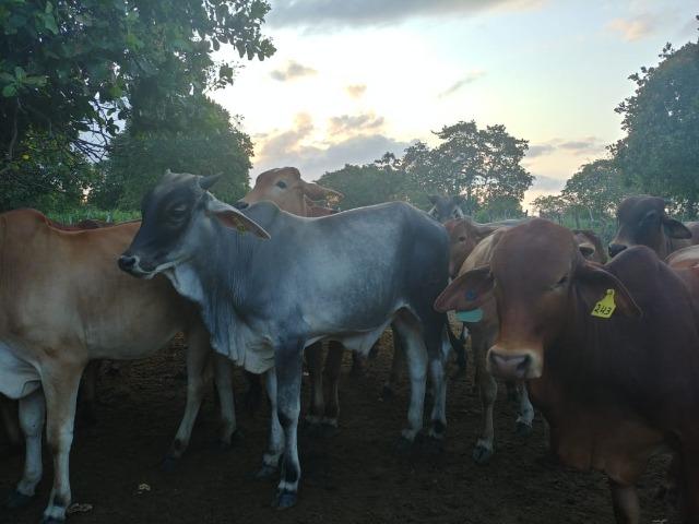 Granja com 8,8 há, duas casas, 2 poços, muito pasto, perto da reta tabajara - Foto 3